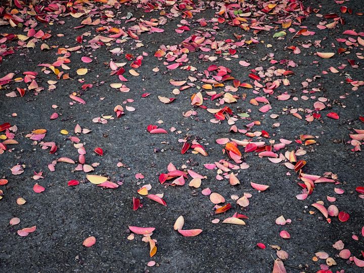 Fallen red, pink, and yellow leaves on a dark grey asphalt road surface.