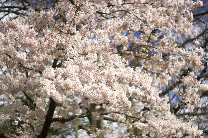 A cherry tree in abundant white blossom with pink centres in the flowers seems to swirl around the camera.