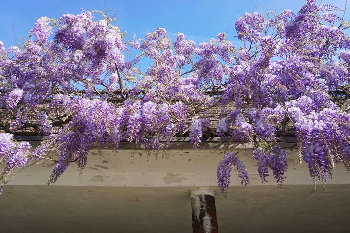 A concrete colonnade with a brick wall above it, with a wisteria in full bloom raining vivid purple flowers.