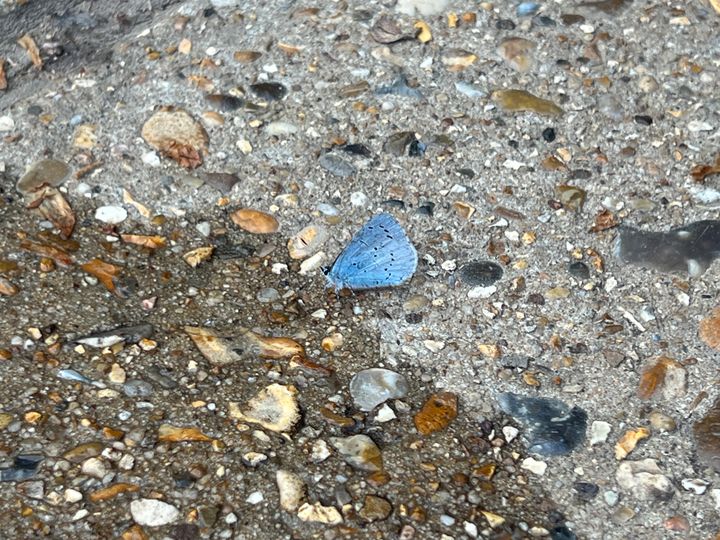 A small blue butterfly with black spots on a concrete surface with gravel embedded in it. It seems lonely and vulnerable.